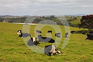 Black and white cow hard lying in green New Zealand grass