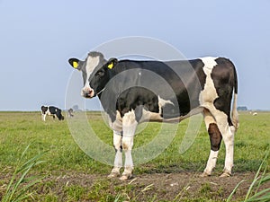 Black and white cow, heifer, small udders, holstein, in the Netherlands standing on green grass in a meadow.