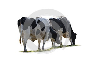 Black and white cow image  isolated on the white background