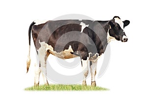 Black and white cow image  isolated on the white background