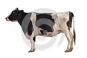 Black and white cow image  isolated on the white background