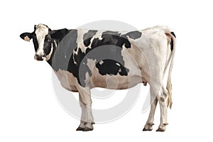Black and white cow image  isolated on the white background