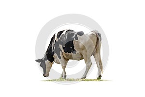 Black and white cow image  isolated on the white background