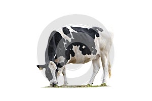 Black and white cow image  isolated on the white background