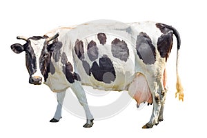 Black and white cow with a large udder isolated on white background. Spotted funny cow full length isolated on white.