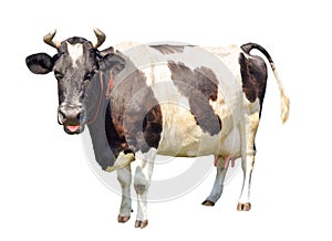 Black and white cow with a large udder isolated on white background. Spotted funny cow full length isolated on white.