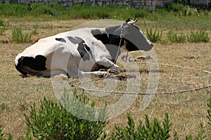 A black and white cow lies on the ground