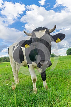 Black and white cow on the meadow