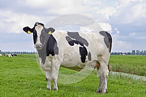 Black&white cow outdoor