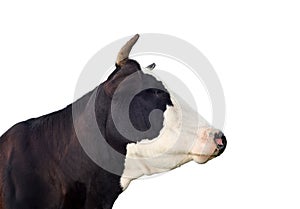 Black and white cow portrait close up. Farm animals