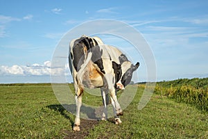 Black and white cow, rear view, licking hind leg, looking backwards and a blue sky