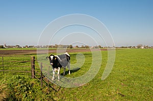 Black and white cow at a rusty gate