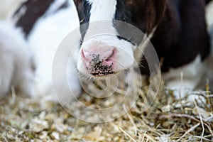 Black-and-white cow`s nose and chewing mouth close-up. Farm animals