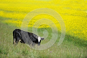 Black and white cow in the seed field