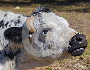 Black and white cow showing painful ingrown horn