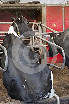 Black and white cow sits in stable photo