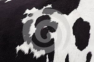 Black and white cow skin close up
