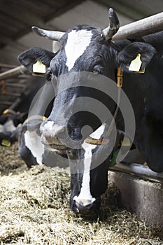 Black and white cow in stable looks photo
