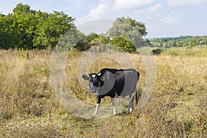 black and white cow standing chained on autumnal meadow and looking