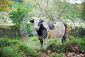 Black and White Cow Standing in a Forest