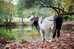 Black and White Cow Standing in a Forest Near The Lake