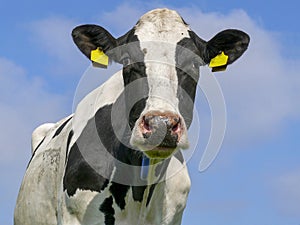 Black and white cow standing, with tears, under a blue sky.
