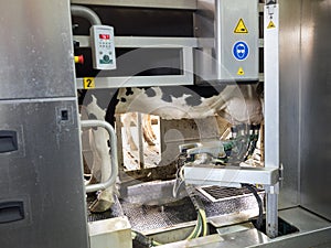 Black and white cow stands in milking robot on dutch dairy farm in holland