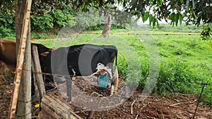 the cow stands by his wire fence and drinks from the drinker