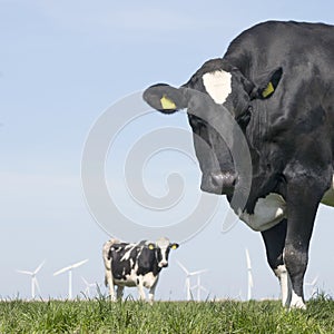 Black and white cow stares in green grassy meadow under blue sky