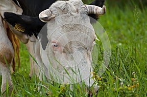 Black white cow on the street eats green grass.Black white cow in nature