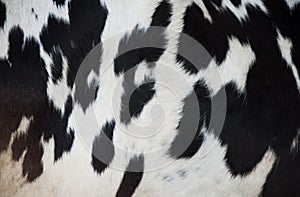 A black and white cow texture