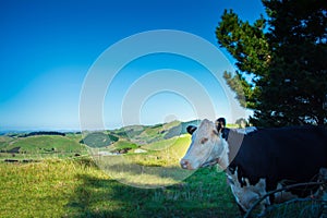 Black and white cow turning head to camera with green hills and meadows against a blue sky in the background. Hawkes Bay