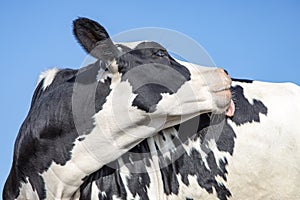 Black and white cow, turning her head to lick with her tongue her own back, in the Netherlands