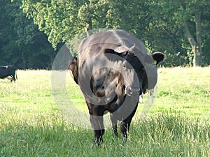 Black and white cow photo