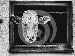 Black and white of cow watching out of a window