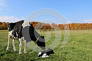 Black and white cow watching over her newborn baby laying in the field