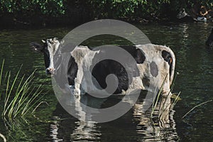 black and white cow at the watering place near the small river