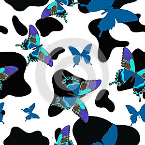 Black and white cowhide combined with blue butterflies, seamless pattern. Vector background photo