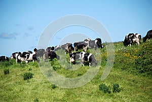 Black and white cows photo