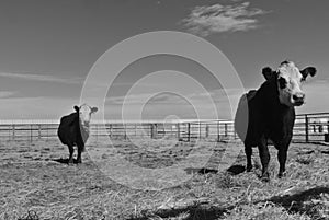 Black and white cows in black and white