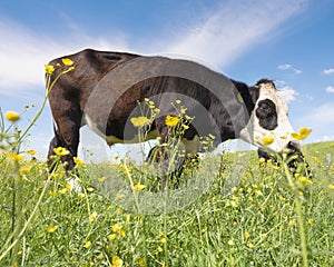 black and white cows and bulls in meadow full of yellow buttercups under blue sky in the netherlands