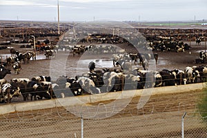 Black and white cows crowded in a muddy feedlot