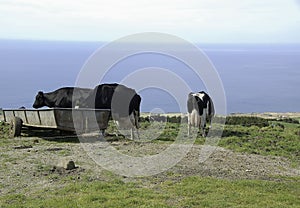 Black and white cows drinking water from a metal feeder on a highland dairy cow farm overlooking the Atlantic Ocean. On the island