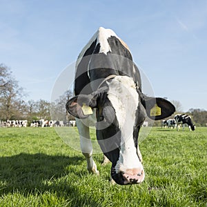 Black and white cows in dutch green grassy spring meadow