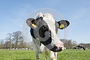 Black and white cows in dutch green grassy spring meadow