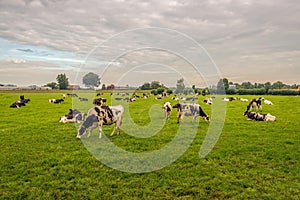 Black-and-white cows in a Dutch polder landscape