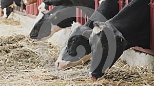 Black and white cows are eating forage in the cowshed. Livestock and food industry