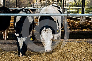 Black and white cows eating hay from feeding trough on the farm