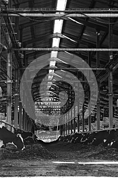 Black and White cows eating under the Cowshed at Kibbutz Kfar Glikson Israel