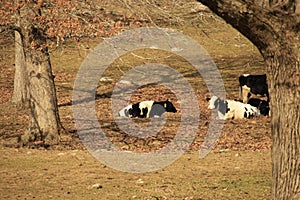 black and white cows in field